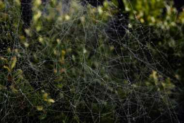 14 October 2021 - 10-05-52

----------
Spider's web in Devon